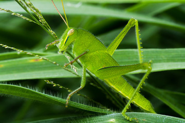 Macro Young Green grasshopper eating grass. Picture communicate abundance