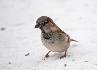 Spatz