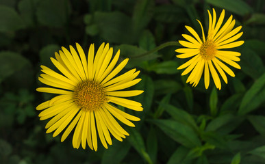 Flower garden,flower bouquets,Close-up.