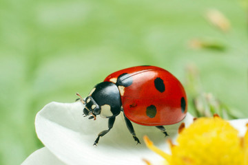 Obraz premium Ladybug 