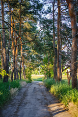 Pine forest, blue sky sunny summer day