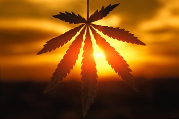 Cannabis or marijuana leaf silhouette in sunlight. Marijuana leaf. Medical cannabis plant. Graphic design element for printables, web, prints, t-shirt. Silhouette of cannabis plant at sunrise
