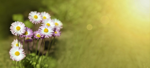 Website banner of beautiful daisy flowers with copy space