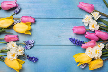 Border from pink,  yellow tulips and  white daffodils flowers on blue wooden background.
