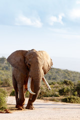 Fototapeta na wymiar Elephant walking on the dirt road