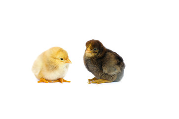 Small fluffy baby chick on limited