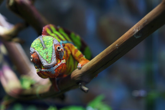 Portrait of a panther chameleon of beautiful color
