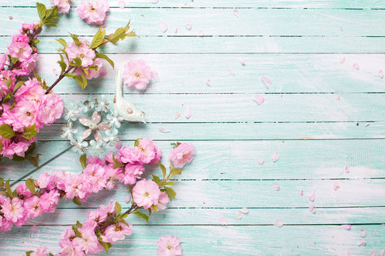  Pink almond  flowers on turquoise wooden background.