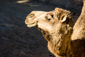 African Camel  bearing distinctive fatty deposits known as "humps" on its back. 