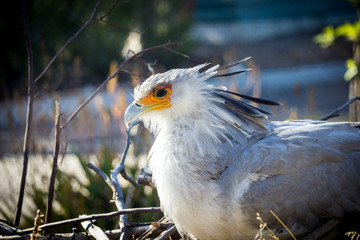 African Secretary Bird  (Sagittarius serpentarius) is a very large, mostly terrestrial bird of prey. Endemic to Africa.