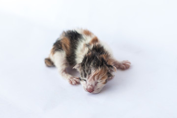 Obraz premium Isolate baby cat are sleeping, cat sleep on the white background 