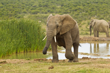 Young African elephant walking away from a water hole