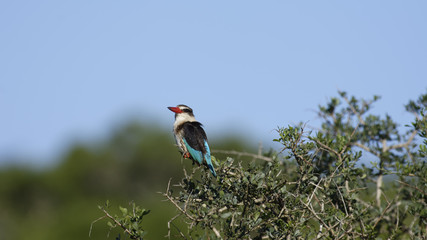 Brown Hooded Kingfisher, South Africa
