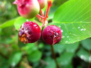 Berries Irgi