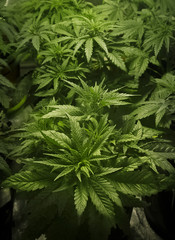 INDOOR MEDICAL MARIJUANA GROW CANNABIS PLANT