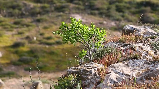 A little green tree growing in the grass on top of cliff