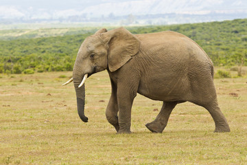 Obraz premium Young African elephant walking on its own