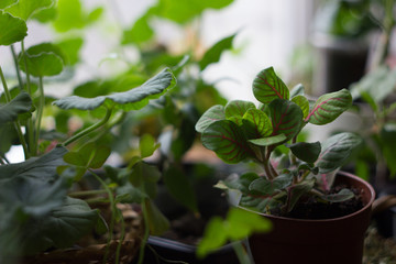 Fittonia home plant in flower pot rounded with home plants.