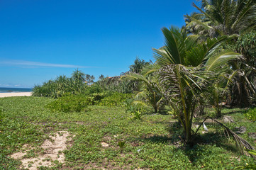 Fototapeta na wymiar Green beautiful palm trees against the sky. Tropical landscape in the jungle. A beautiful sight of Sri Lanka. Stock photos