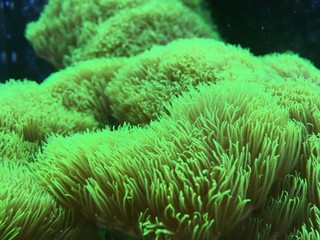 Naklejka na ściany i meble green sea anemone