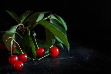 Fresh sour cherries