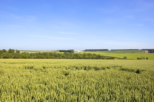 green wheat crop
