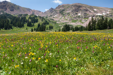 Fototapeta premium Flowers In The Mountains