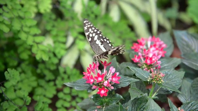 farfalla mentre si ciba 