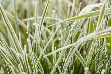 Frozen grass blades in a green field landscape