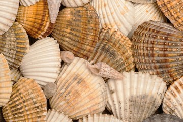 Some Seashells