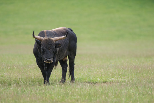 Aurochs