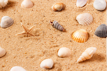 Fototapeta na wymiar seashells on sand beach. Copy space.