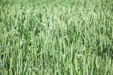 Green wheat field on sunny summer day