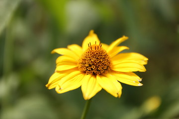 Obraz premium Summer flowers from the garden