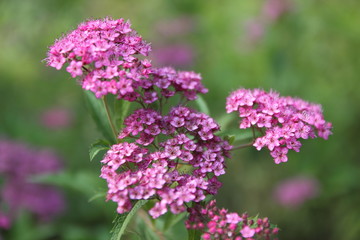 Summer flowers from the garden