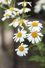 Fototapeta premium Summer flowers from the garden
