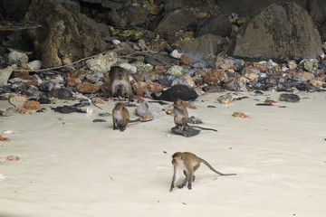 Monkey Beach, Phi Phi Islands, Thailand 