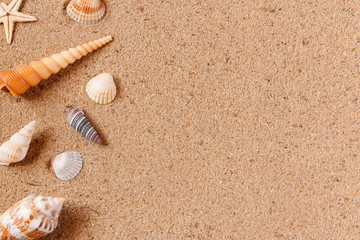 Fototapeta na wymiar seashells on sand beach. Copy space.