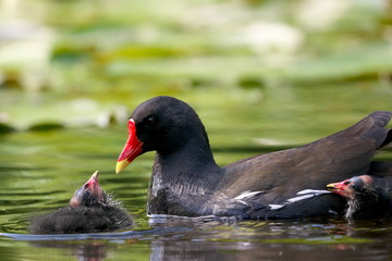 Familie Teichhuhn