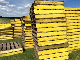 Mehrere Stapel gelber Holzpaletten für den Transport von Rollrasen