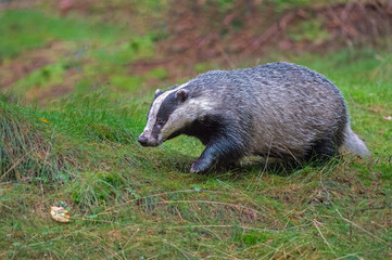 Badger in forest creek. European badger (Meles meles)