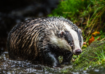 Badger in forest creek. European badger (Meles meles)