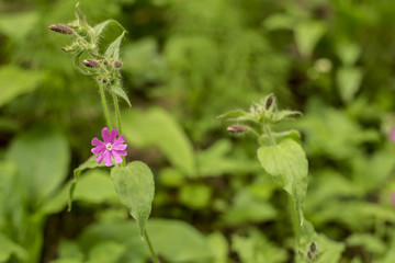 Beautiful, wild purple flower in a summer forest, with blurred background. Close-up.