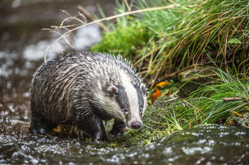 Badger in forest creek. European badger (Meles meles) © vaclav