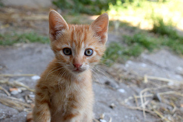 Cute little cat