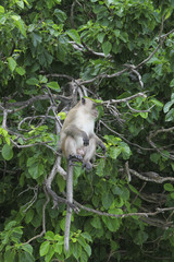 Monkey on tree, jungle. monkey in forest sitting on branch tree in green leaves 