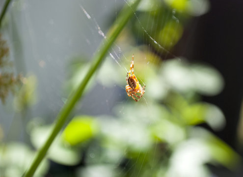 Kreuzspinne im Spinnennetz auf Beutefang, Araneus diadematus