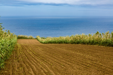 Obraz premium Agricultural land and pastures at Pilar village on Sao Miguel Island