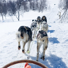 Dogsledding near Kirkenes, Norway.