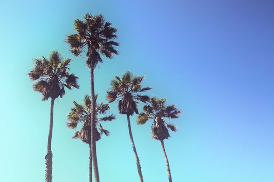 Retro styled upward view of a group of tall palm trees against blue sky